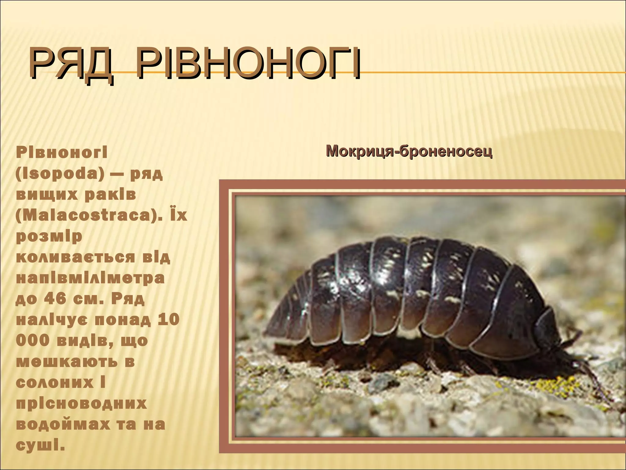 РЯД РІВНОНОГІРЯД РІВНОНОГІ
Рівноногі
(Isopoda) — ряд
вищих раків
(Malacostraca). Їх
розмір
коливається від
напівміліметра
до 46 см. Ряд
налічує понад 10
000 видів, що
мешкають в
солоних і
прісноводних
водоймах та на
суші.
Мокриця-броненосецМокриця-броненосец
 