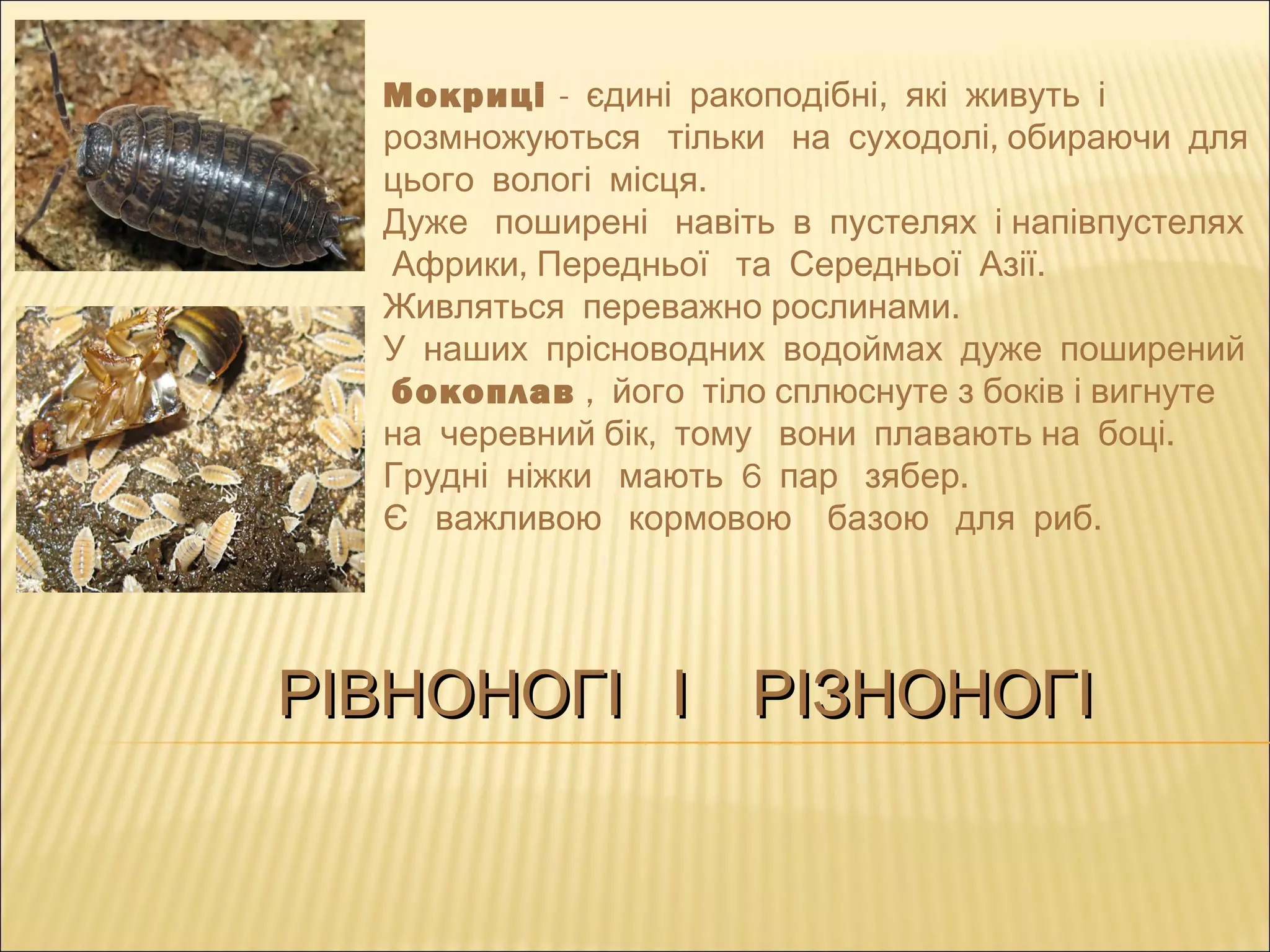 РІВНОНОГІ І РІЗНОНОГІРІВНОНОГІ І РІЗНОНОГІ
Мокриці - ,єдині ракоподібні які живуть і
,розмножуються тільки на суходолі обираючи для
.цього вологі місця
Дуже поширені навіть в пустелях і напівпустелях
, .Африки Передньої та Середньої Азії
.Живляться переважно рослинами
У наших прісноводних водоймах дуже поширений
бокоплав , його тіло сплюснуте з боків і вигнуте
, .на черевний бік тому вони плавають на боці
6 .Грудні ніжки мають пар зябер
.Є важливою кормовою базою для риб
 