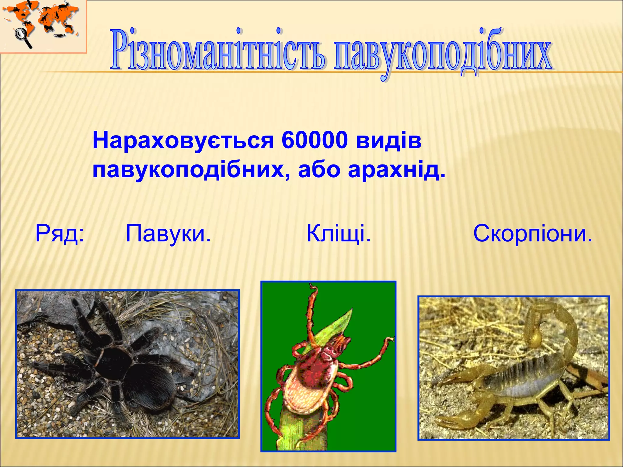 Нараховується 60000 видів
павукоподібних, або арахнід.
Ряд: Павуки. Кліщі. Скорпіони.
 