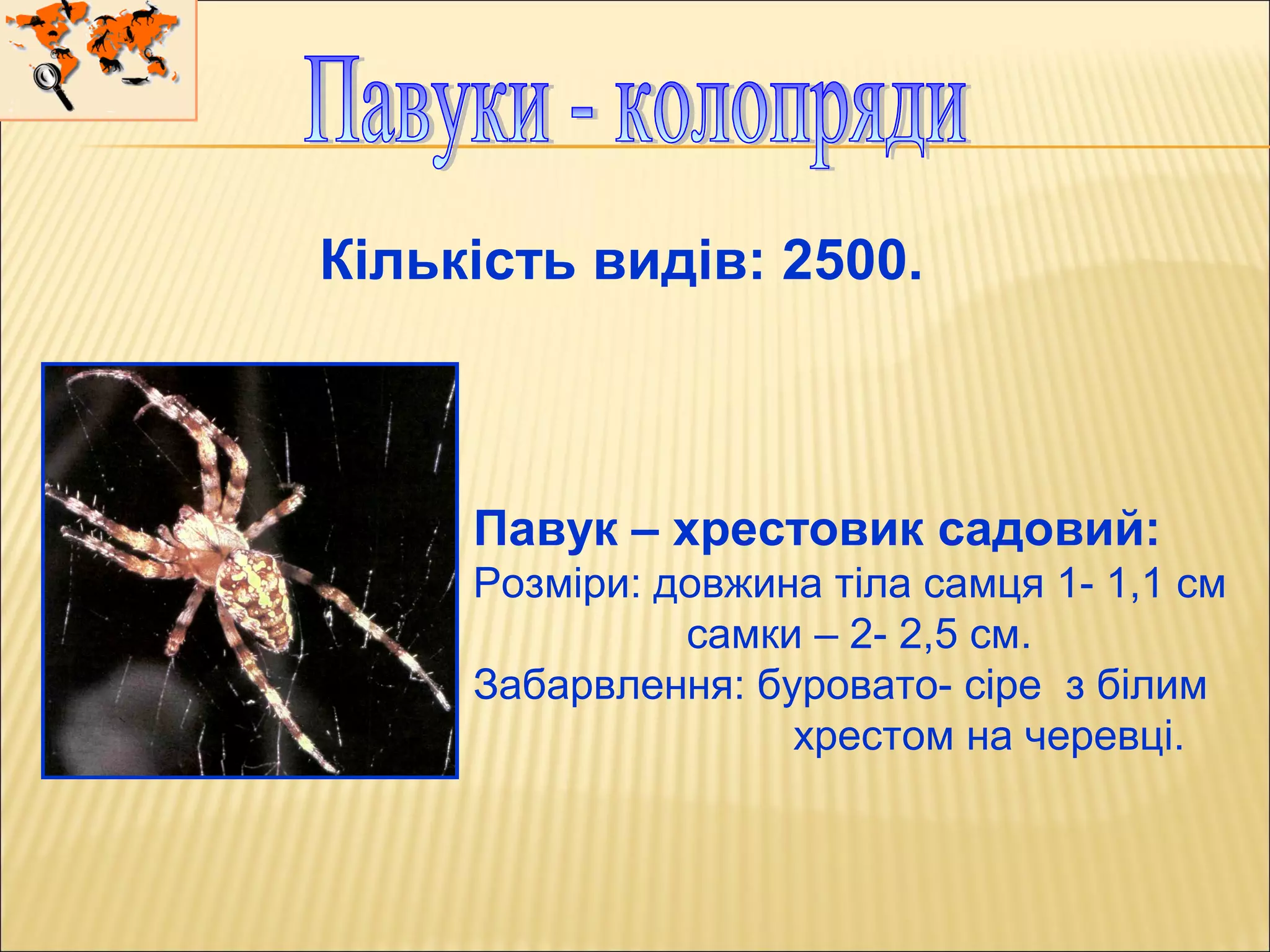 Павук – хрестовик садовий:
Розміри: довжина тіла самця 1- 1,1 см
самки – 2- 2,5 см.
Забарвлення: буровато- сіре з білим
хрестом на черевці.
Кількість видів: 2500.
 