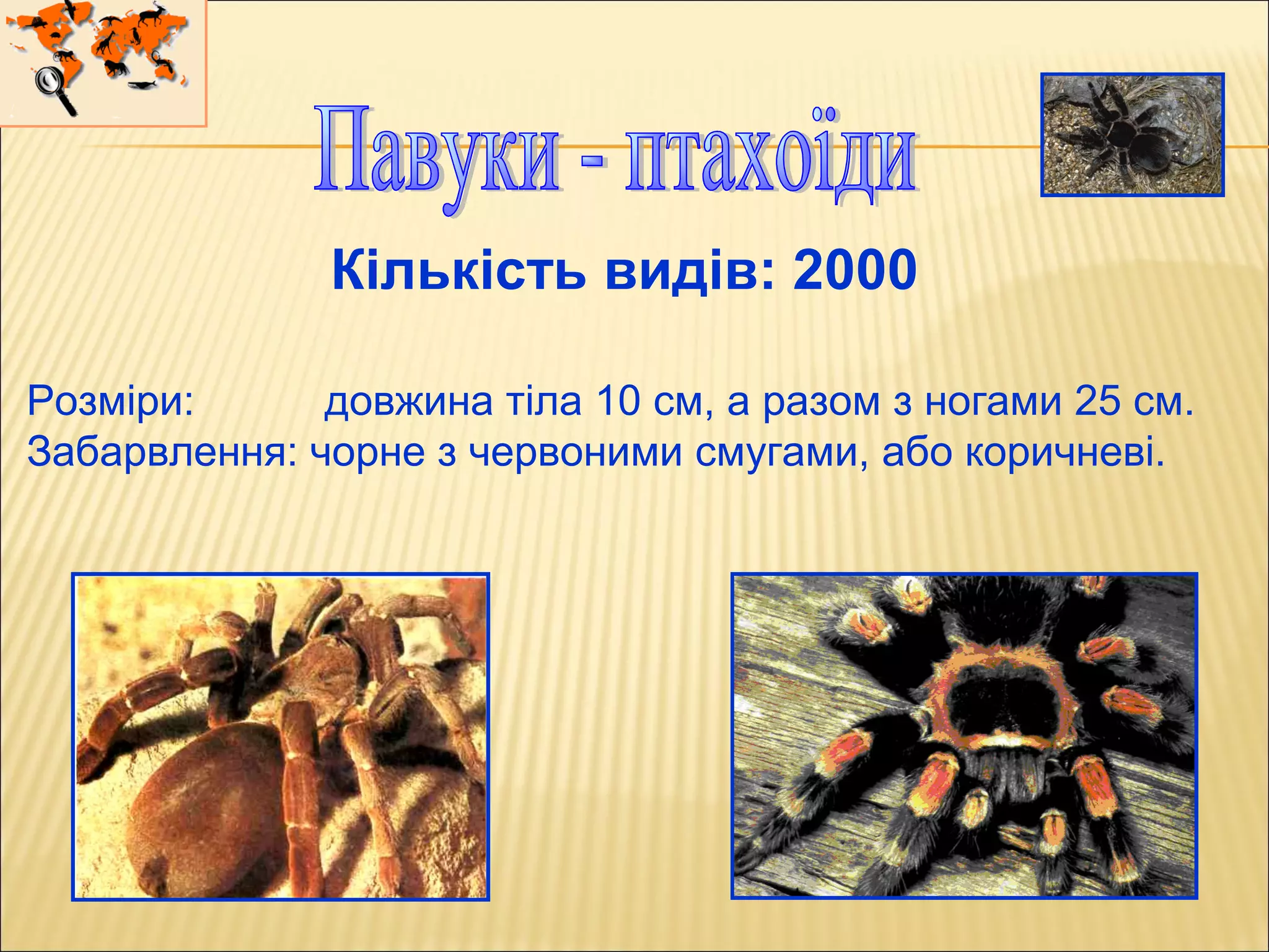 Кількість видів: 2000
Розміри: довжина тіла 10 см, а разом з ногами 25 см.
Забарвлення: чорне з червоними смугами, або коричневі.
 
