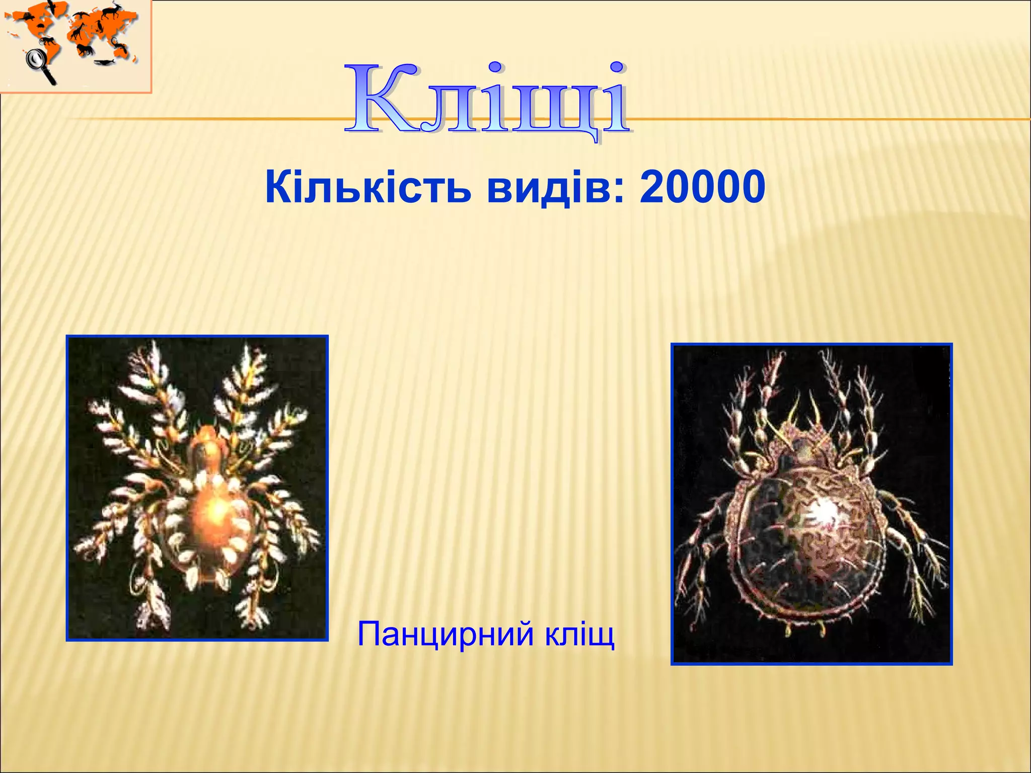 Панцирний кліщ
Кількість видів: 20000
 