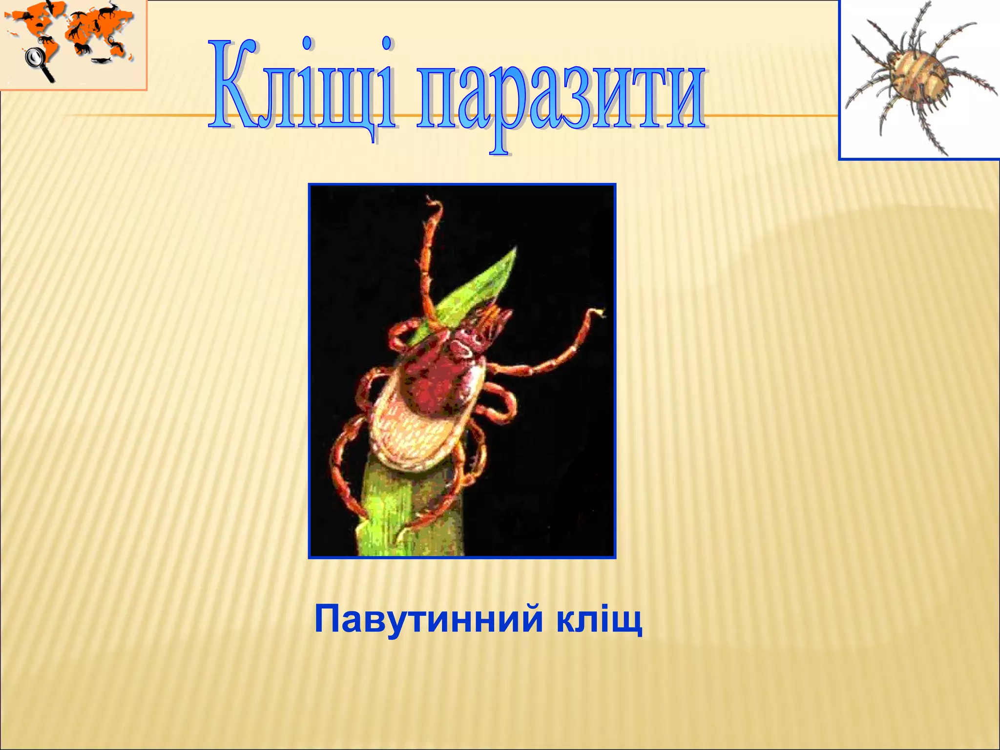 Павутинний кліщ
 