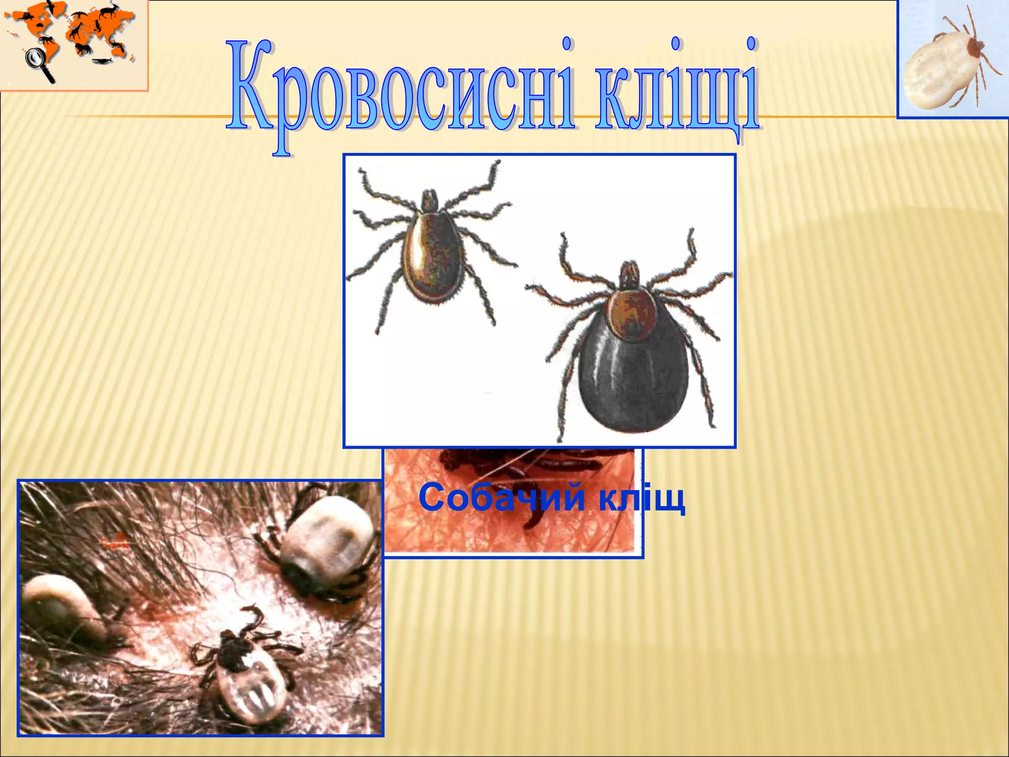 Собачий кліщ
 