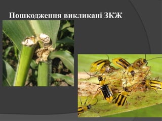 Пошкодження викликані ЗКЖ
 