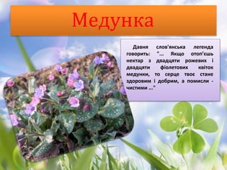 Медунка
Давня слов'янська легенда
говорить: "... Якщо отоп’єшь
нектар з двадцяти рожевих і
двадцяти фіолетових квіток
медунки, то серце твоє стане
здоровим і добрим, а помисли -
чистими ..."
 
