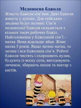 Медоносна бджола
Живуть бджоли сім’ями. Дикі бджоли
живуть у дуплах. Для свійських –
людина будує вулики. Сім’я
медоносної бджоли складається з
кількох тисяч робочих бджіл.
Найголовніша у бджолиній сім’ї –
матка. Вона відкладає яйця. Живе
матка 5 років. Якщо загине матка, то
загине і вся бджолина сім’я. Робочі
бджоли чистять і охороняють вулик,
будують із воску соти, вигодовують
личинок, збирають пилок та нектар з
квітів.
 