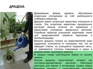 ДРАЦЕНА
Древовидная форма драцены обусловлена
вторичным утолщением за счёт деятельности
стеблевых меристем.
Драцена имеют вторичную меристему утолщения в
стволе. Эта вторичная меристема однодольных
растений весьма отлична по сравнению с
меристемой утолщения двудольных растений.
Подобный характер утолщения характерен также
для представителей семейств Agavaceae и
Xanthorrhoeaceae.
Внешне драцены похожи на представителей рода
кордилина; отличаются от последних тем, что не
образуют ствола, но утолщается подземная часть,
не развиваются столоны (корневище и корни в
разрезе имеют оранжевую окраску).
В каждом гнезде трёхгнёздной завязи по одному
семени.
Многие драцены представляют интерес как
лиственно-декоративные растения. Некоторые
пригодны для комнат и интерьеров, однако самые
 