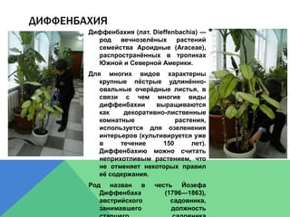 ДИФФЕНБАХИЯ
Диффенбахия (лат. Dieffenbachia) —
род вечнозелёных растений
семейства Ароидные (Araceae),
распространённых в тропиках
Южной и Северной Америки.
Для многих видов характерны
крупные пёстрые удлинённо-
овальные очерёдные листья, в
связи с чем многие виды
диффенбахии выращиваются
как декоративно-лиственные
комнатные растения,
используется для озеленения
интерьеров (культивируется уже
в течение 150 лет).
Диффенбахию можно считать
неприхотливым растением, что
не отменяет некоторых правил
её содержания.
Род назван в честь Йозефа
Диффенбаха (1796—1863),
австрийского садовника,
занимавшего должность
 
