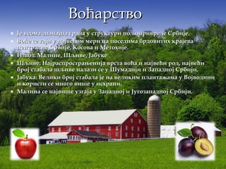  Је веома значајна грана у структури пољопривреде Србије.Је веома значајна грана у структури пољопривреде Србије.
 Воће се гаји у највећом мери на поседима брдовитих крајеваВоће се гаји у највећом мери на поседима брдовитих крајева
централне Србије, Косова и Метохије.централне Србије, Косова и Метохије.
 Извоз: Малине, Шљиве, ЈабукеИзвоз: Малине, Шљиве, Јабуке
 Шљиве: Најраспрострањенија врста воћа и највећи род, највећиШљиве: Најраспрострањенија врста воћа и највећи род, највећи
број стабала шљиве налази се у Шумадији и Западној Србији.број стабала шљиве налази се у Шумадији и Западној Србији.
 Јабука: Велики број стабала је на великим плантажама у ВојводиниЈабука: Велики број стабала је на великим плантажама у Војводини
и користи се много више у исхрани.и користи се много више у исхрани.
 Малина се највише узгаја у Западној и Југозападној Србији.Малина се највише узгаја у Западној и Југозападној Србији.
ВоћарствоВоћарство
 