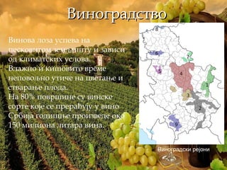 ВиноградствоВиноградство
Винова лоза успева на
песковитом земљишту и зависи
од климатских услова.
Влажно и кишовито време
неповољно утиче на цветање и
стварање плода.
На 80% површине су винске
сорте које се прерађују у вино
Србија годишње произведе око
150 милиона литара вина.
Виноградски рејони
 