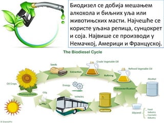 Биодизел се добија мешањем
алкохола и биљних уља или
животињских масти. Најчешће се
користе уљана репица, сунцокрет
и соја. Највише се производи у
Немачкој, Америци и Француској.
 