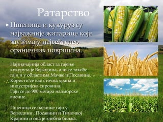  Пшеница и кукуруз суПшеница и кукуруз су
најважније житарице којенајважније житарице које
заузимају највећи деозаузимају највећи део
ораничних површина.ораничних површина.
Најзначајнија област за гајење
кукуруза је Војводина, али се такође
гаји и у областима Мачве и Посавине.
Користи се као сточна храна и
индустријска сировина.
Гаји се до 900 метара надморске
висине.
Пшеница се највише гаји у
Војводини , Посавини и Тимочкој
Крајини и она је хлебна биљка.
Ратарство
 
