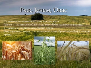 Раж, Јечам, ОвасРаж, Јечам, Овас
Су такозвана планинска, или хладна жита.
Гаје се у планинској области до око 1500м надморске висине.
Углавном се користе као сточна храна.
Раж и јечам се користе за прављење пива, брашна(хлеба) и сточне
хране.
 