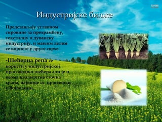 Индустријске биљкеИндустријске биљке
Представљају углавном
сировние за прехрамбену,
текстилну и дуванску
индустрију, и мањим делом
се користе у друге сврхе.
-Шећерна репа се
користи у индустријској
производњи шећера али је и
веома квалитетна сточна
храна, највише се производи
у Војводини.
 