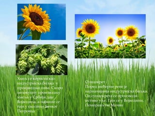 Сунцокрет
Поред шећерне репе је
најзначајнија индустријска биљка.
Од сунцокрета се производи
јестиво уље. Гаји се у Војводини,
Поморављу и Мачви
Хмељ се користи као
индустријска биљка у
производњи пива. Скоро
целокупну производњу
хмеља у Србији даје
Војводина, а највише се
гаји у околини Бачког
Петровца.
 