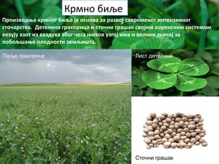 Производња крмног биља је основа за развој савременог интензивног
сточарства. Детелина грахорица и сточни грашак својим коренским системом
везују азот из ваздуха због чега њихов узгој има и велики значај за
побољшање плодности земљишта.
Поље грахорице Лист детелине
Сточни грашак
Крмно биље
 