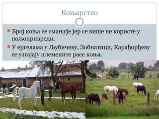 Коњарство
Број коња се смањује јер се више не користе у
пољопривреди.
У ергелама у Љубичеву, Зобнатици, Карађорђеву
се узгајају племените расе коња.
 