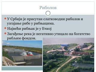 Риболов
У Србији је присутан слатководни риболов и
узгајање рибе у рибњацима.
Највећи рибњак је у Ечкој
Загађење река је негативно утицало на богатство
рибљим фондом.
 