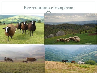 Екстензивно сточарство
 