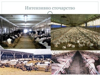 Интензивно сточарство
 