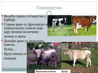 Говедарство
Водећа грана сточарства у
Србији
Стране расе су фризијско и
сименталско говече које
дају велике количине
млека и меса.
Домаће расе су подолско
говече,
буша...
• Број говеда се
смањује
бушаПодолско говече
 