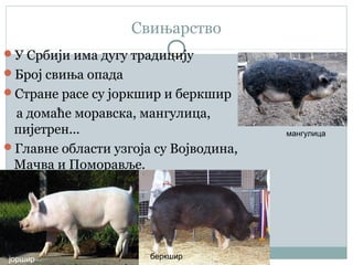 Свињарство
У Србији има дугу традицију
Број свиња опада
Стране расе су јоркшир и беркшир
а домаће моравска, мангулица,
пијетрен...
Главне области узгоја су Војводина,
Мачва и Поморавље.
јоршир беркшир
мангулица
 