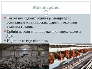 Живинарство
Током последњих година је унапређено
оснивањем живинарских фарми у околини
великих градова.
Србија извози живинарске производе, месо и
јаја.
Највише се гаје кокошке.
 