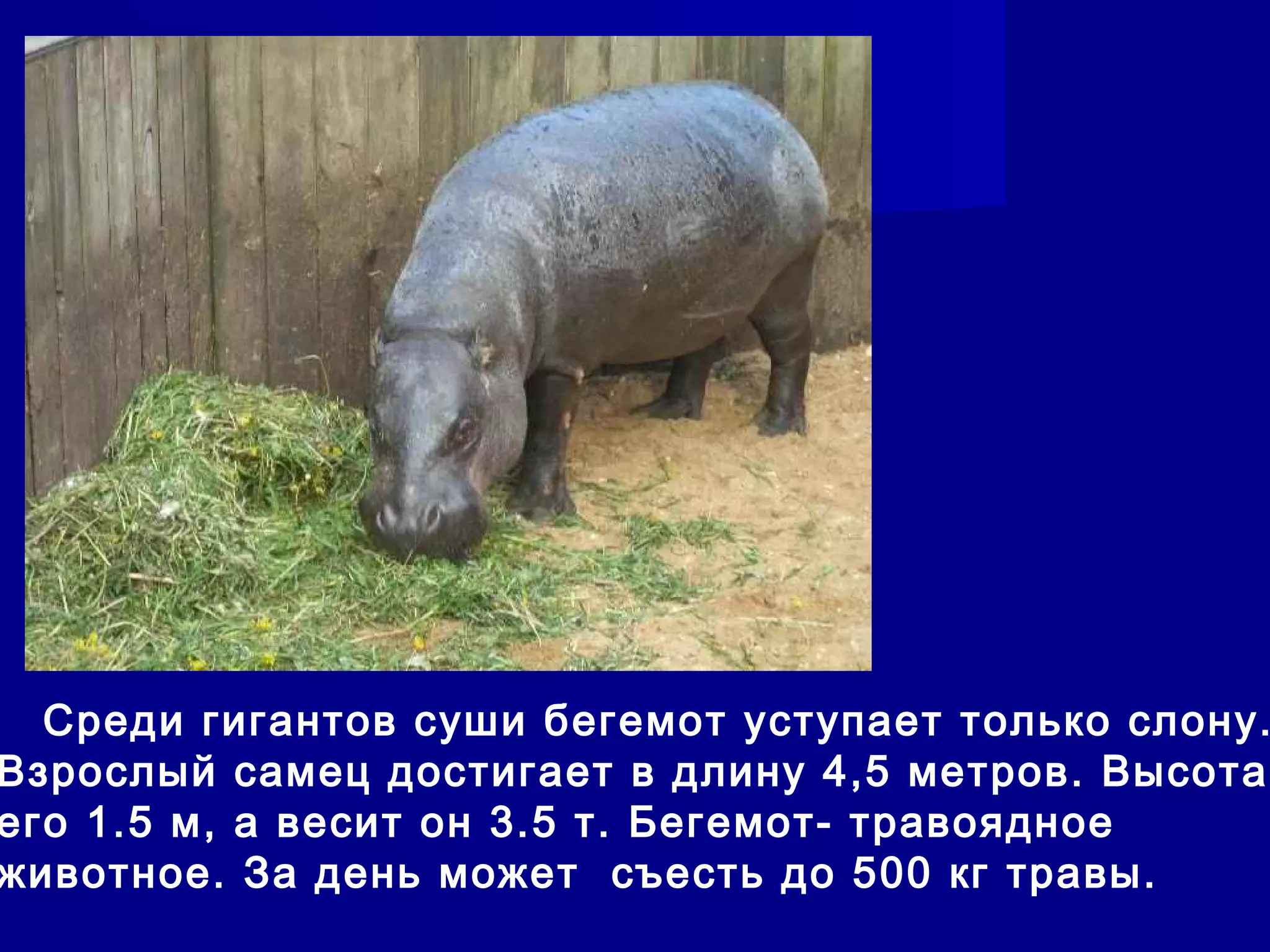 Среди гигантов суши бегемот уступает только слону.
Взрослый самец достигает в длину 4,5 метров. Высота
его 1.5 м, а весит он 3.5 т. Бегемот- травоядное
животное. За день может съесть до 500 кг травы.
 