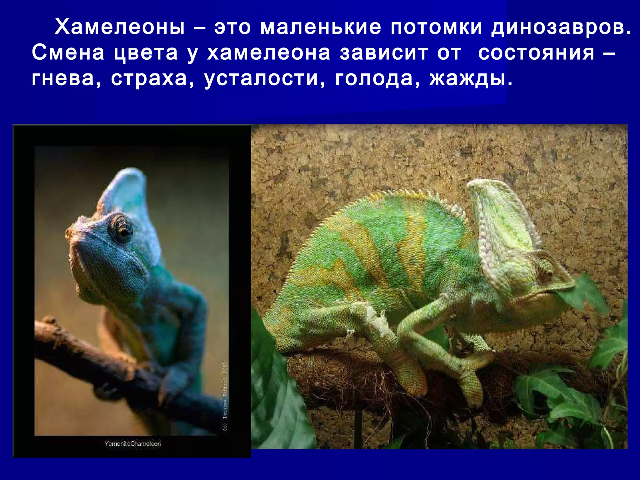 Хамелеоны – это маленькие потомки динозавров.
Смена цвета у хамелеона зависит от состояния –
гнева, страха, усталости, голода, жажды.
 
