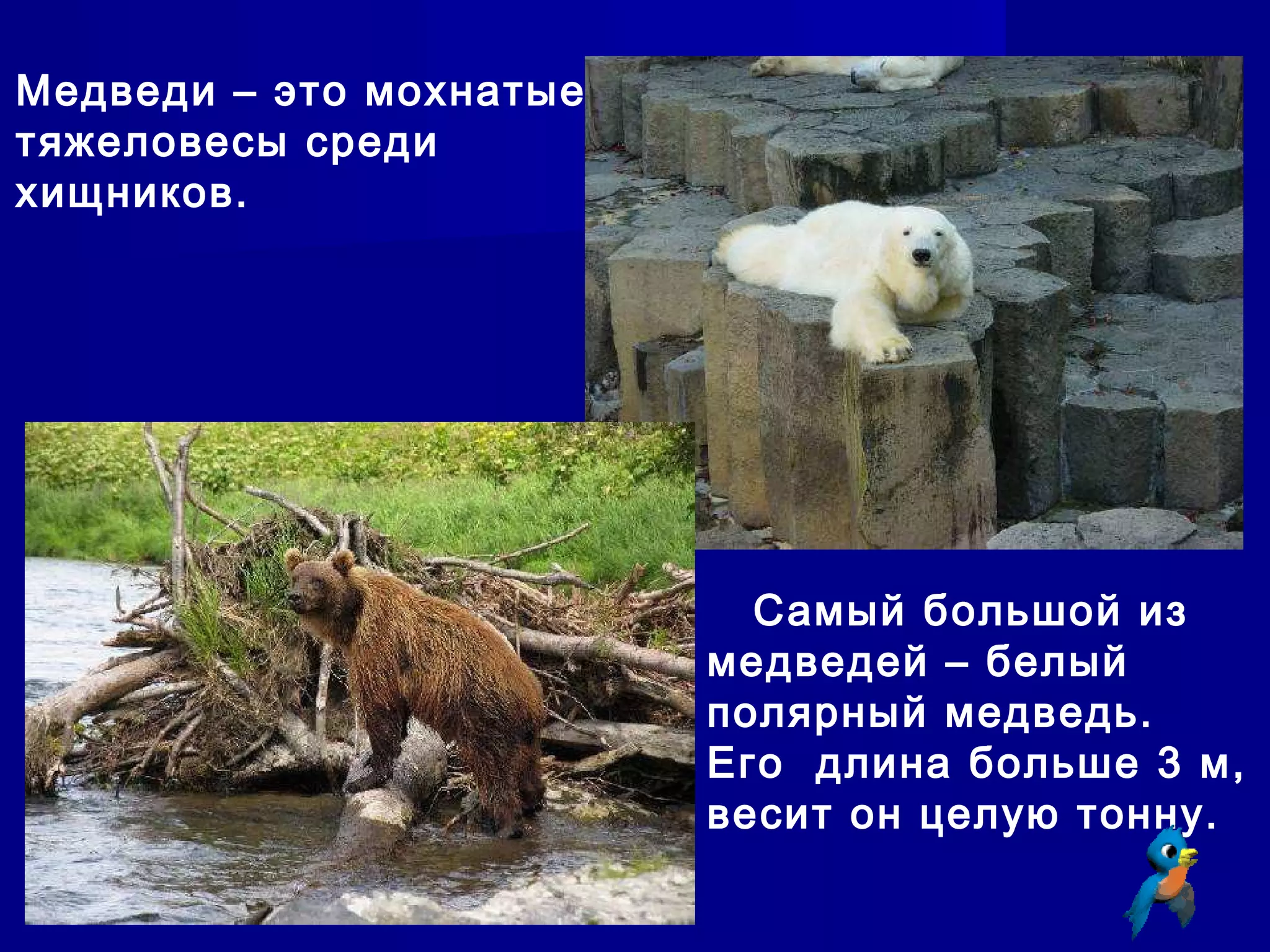 Медведи – это мохнатые
тяжеловесы среди
хищников.
Самый большой из
медведей – белый
полярный медведь.
Его длина больше 3 м,
весит он целую тонну.
 
