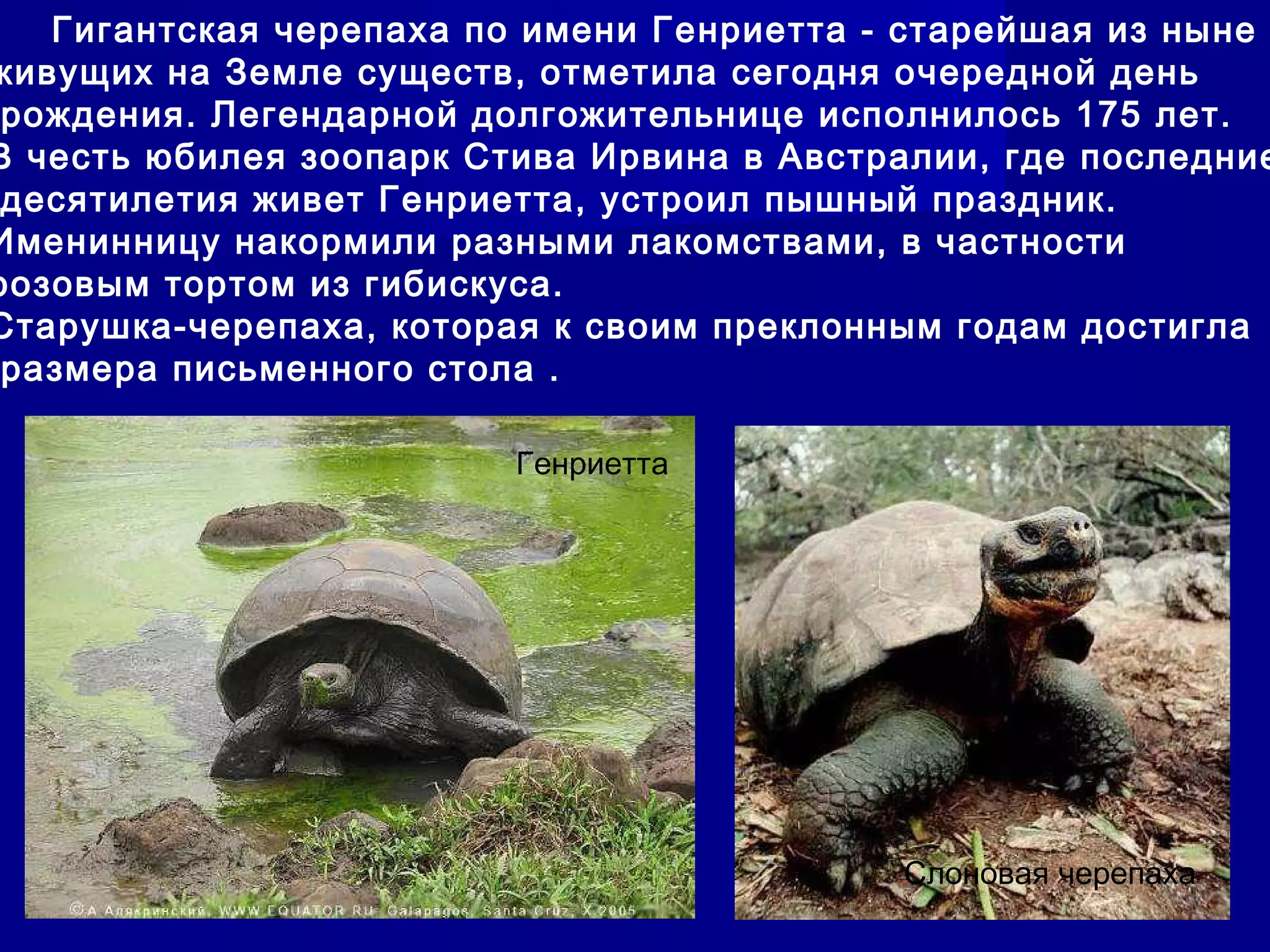 Гигантская черепаха по имени Генриетта - старейшая из ныне
живущих на Земле существ, отметила сегодня очередной день
рождения. Легендарной долгожительнице исполнилось 175 лет.
В честь юбилея зоопарк Стива Ирвина в Австралии, где последние
десятилетия живет Генриетта, устроил пышный праздник.
Именинницу накормили разными лакомствами, в частности
розовым тортом из гибискуса.
Старушка-черепаха, которая к своим преклонным годам достигла
размера письменного стола .
Генриетта
Слоновая черепаха
 