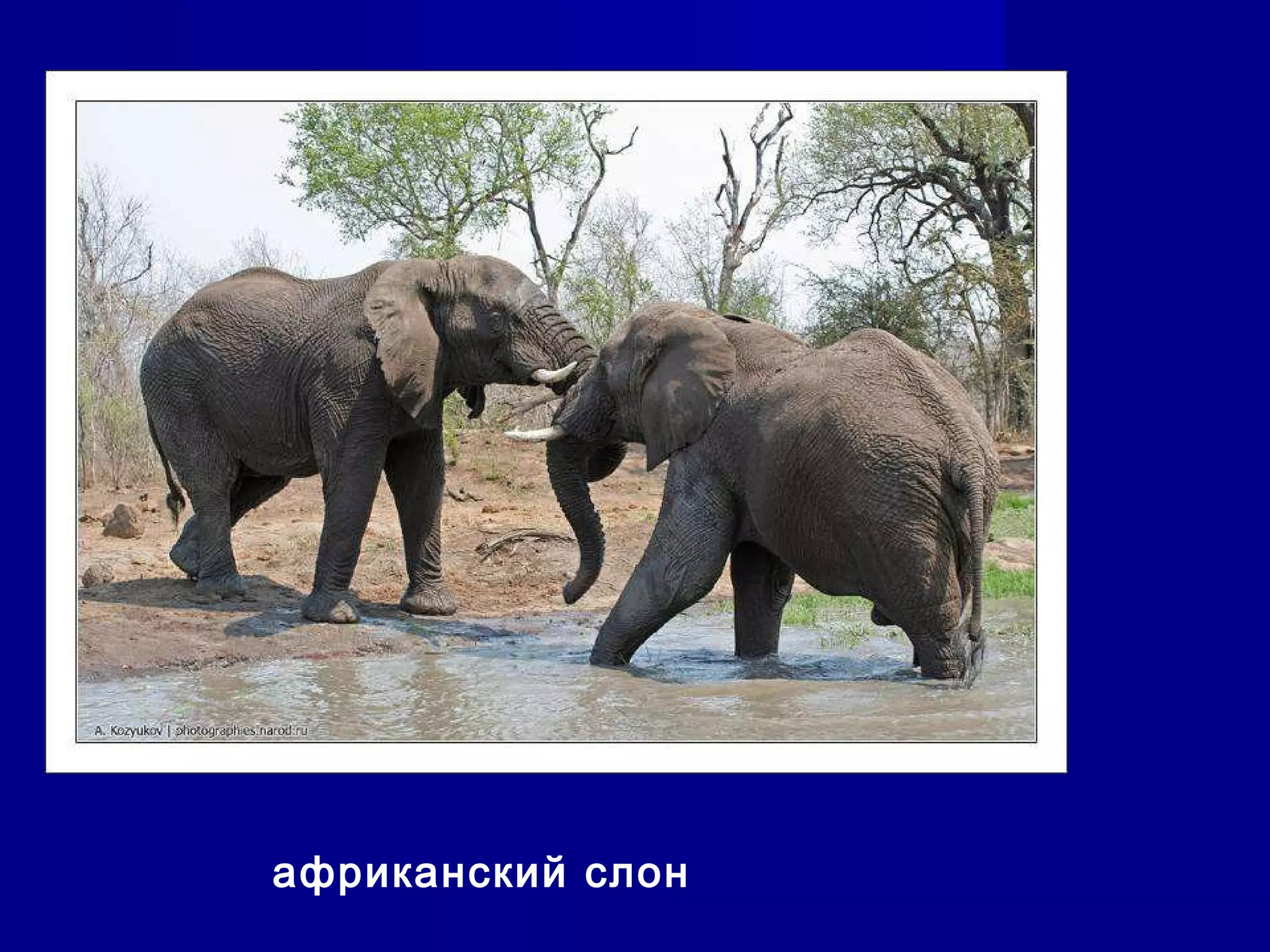 африканский слон
 