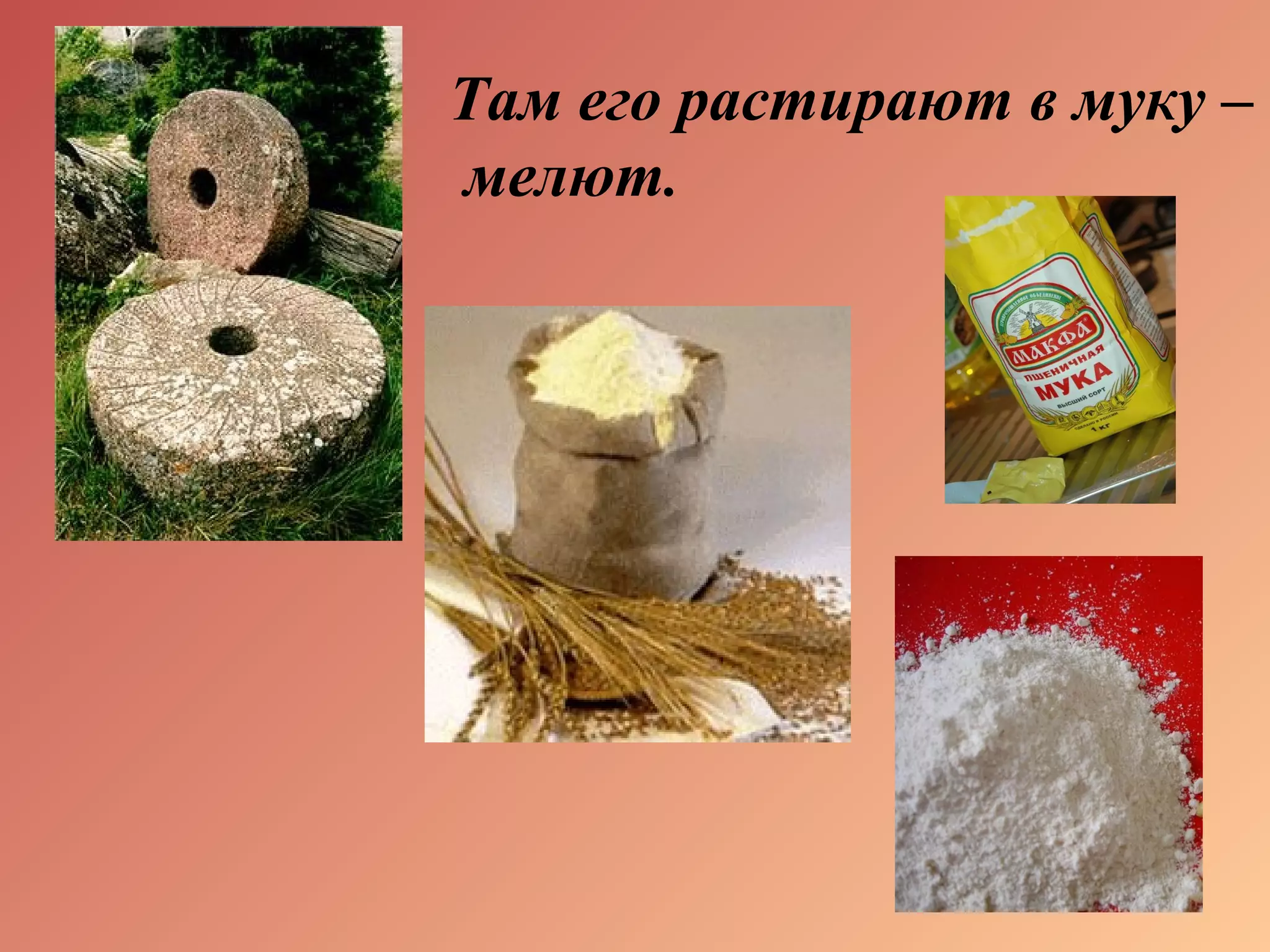 Там его растирают в муку –
мелют.
 