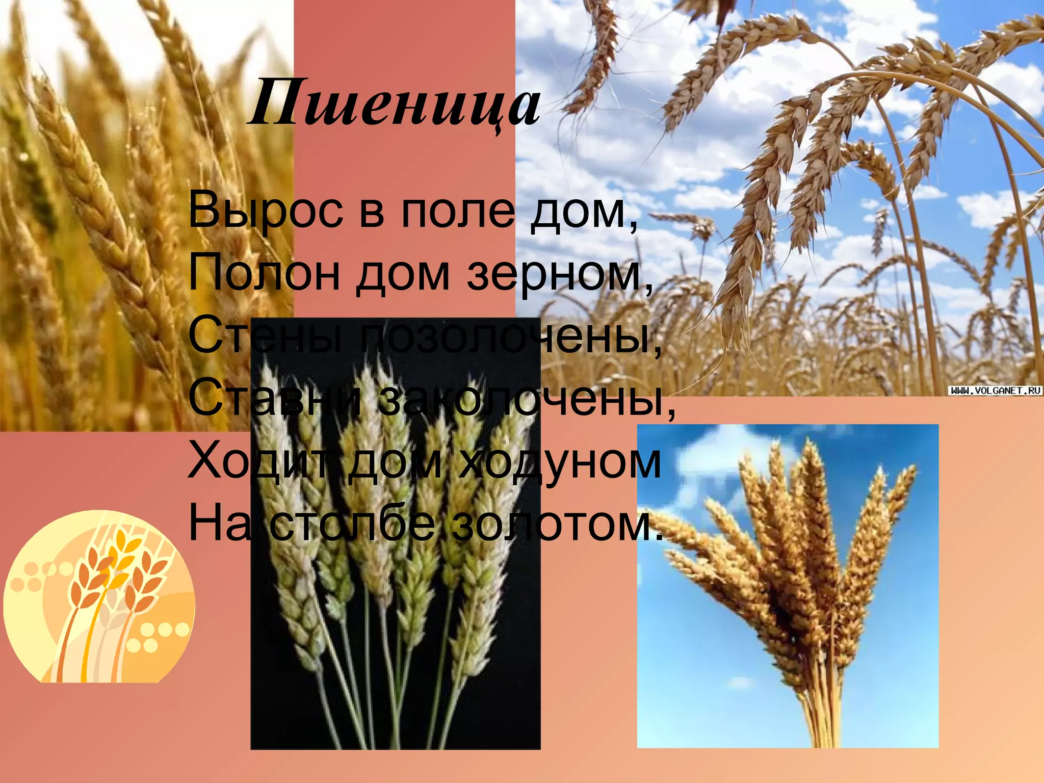 Пшеница
Вырос в поле дом,
Полон дом зерном,
Стены позолочены,
Ставни заколочены,
Ходит дом ходуном
На столбе золотом.
 