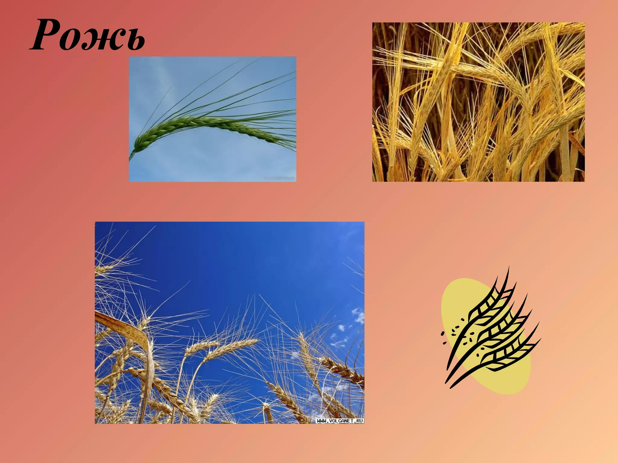 Рожь
 