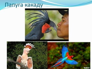 Папуга какаду
 