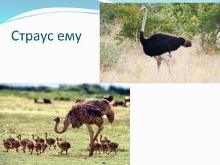 Страус ему
 