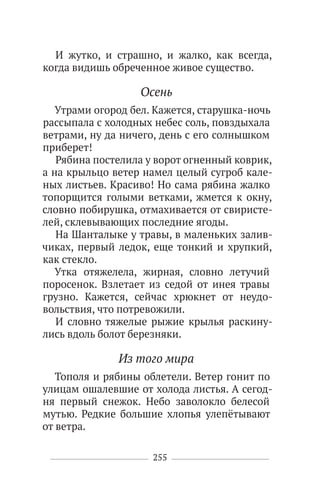 255
И жутко, и страшно, и жалко, как всегда,
когда видишь обреченное живое существо.
Осень
Утрами огород бел. Кажется, старушка-ночь
рассыпала с холодных небес соль, повздыхала
ветрами, ну да ничего, день с его солнышком
приберет!
Рябина постелила у ворот огненный коврик,
а на крыльцо ветер намел целый сугроб кале-
ных листьев. Красиво! Но сама рябина жалко
топорщится голыми ветками, жмется к окну,
словно побирушка, отмахивается от свиристе-
лей, склевывающих последние ягоды.
На Шанталыке у травы, в маленьких залив-
чиках, первый ледок, еще тонкий и хрупкий,
как стекло.
Утка отяжелела, жирная, словно летучий
поросенок. Взлетает из седой от инея травы
грузно. Кажется, сейчас хрюкнет от неудо-
вольствия, что потревожили.
И словно тяжелые рыжие крылья раскину-
лись вдоль болот березняки.
Из того мира
Тополя и рябины облетели. Ветер гонит по
улицам ошалевшие от холода листья. А сегод-
ня первый снежок. Небо заволокло белесой
мутью. Редкие большие хлопья улепётывают
от ветра.
 