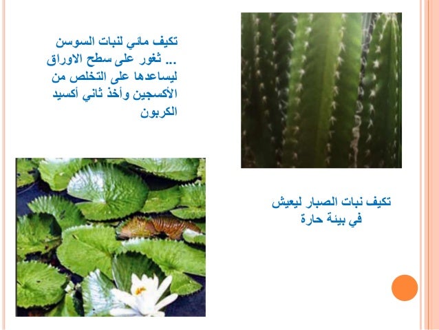 التكيف الذي يساعد نبات الصبار على البقاء في البيئة الصحراوية