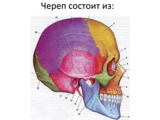 перелом основания черепа | PPT