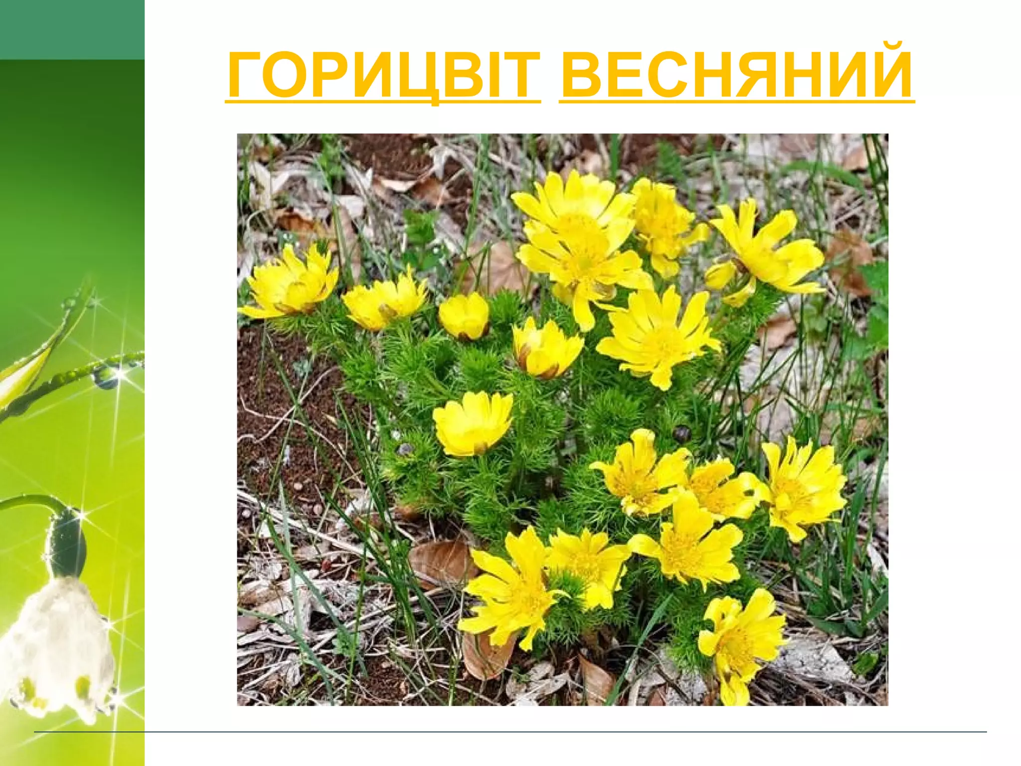 ГОРИЦВІТ ВЕСНЯНИЙ
 