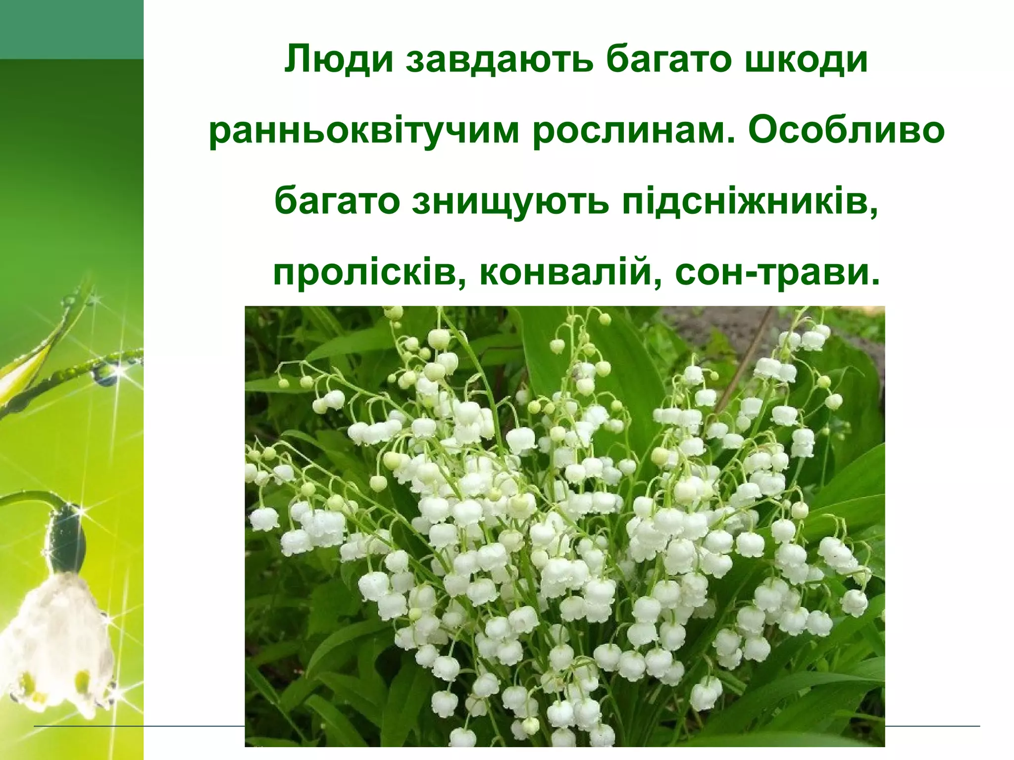 Люди завдають багато шкоди
ранньоквітучим рослинам. Особливо
багато знищують підсніжників,
пролісків, конвалій, сон-трави.
 