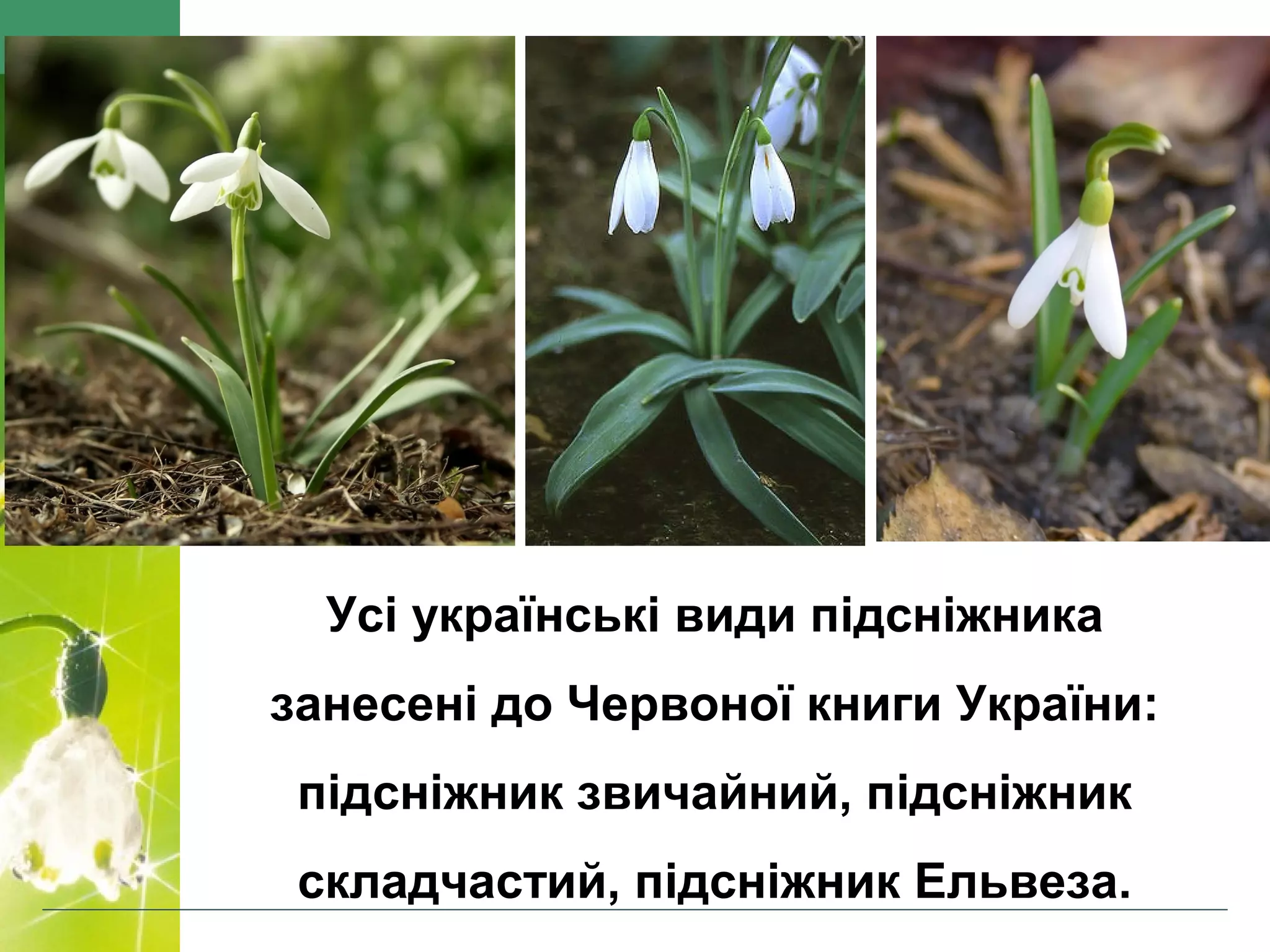Усі українські види підсніжника
занесені до Червоної книги України:
підсніжник звичайний, підсніжник
складчастий, підсніжник Ельвеза.
 