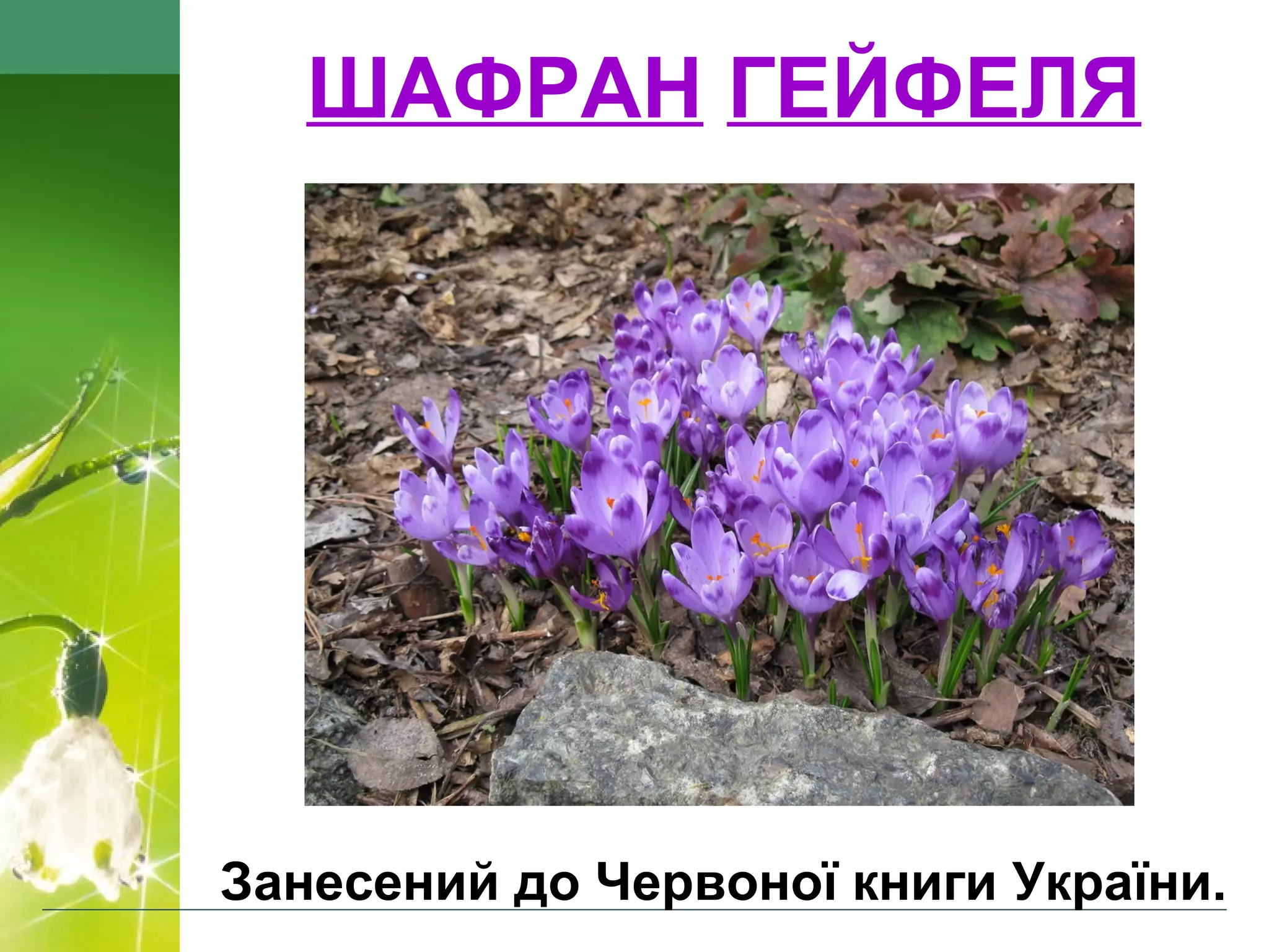 ШАФРАН ГЕЙФЕЛЯ
Занесений до Червоної книги України.
 