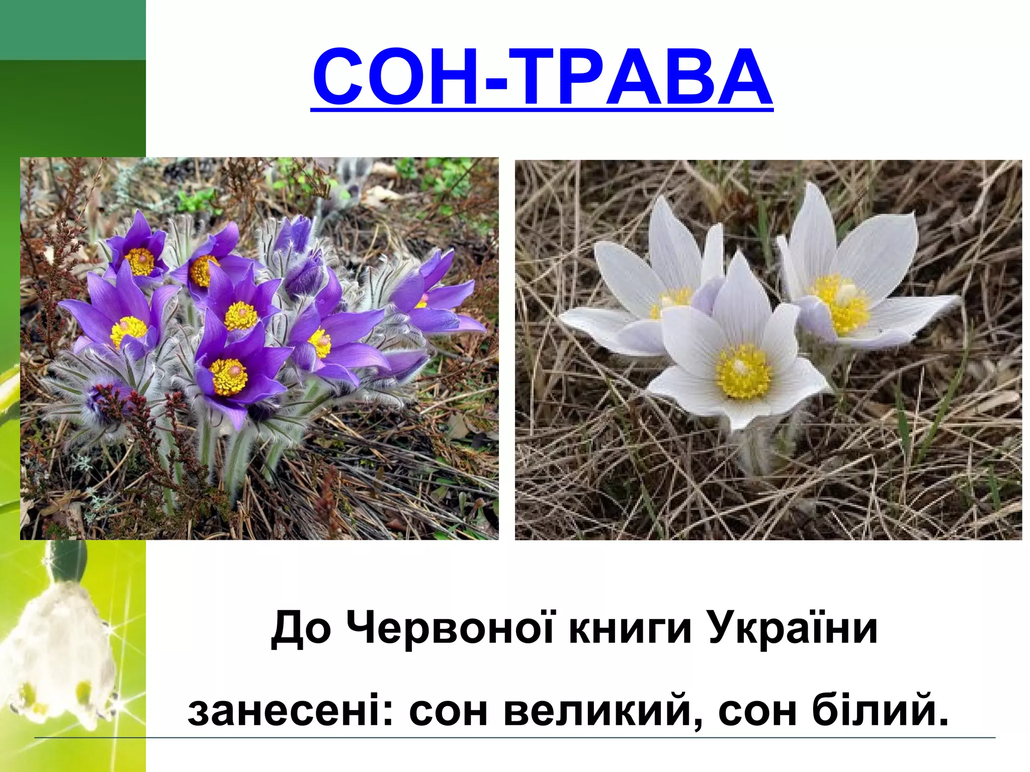 СОН-ТРАВА
До Червоної книги України
занесені: сон великий, сон білий.
 
