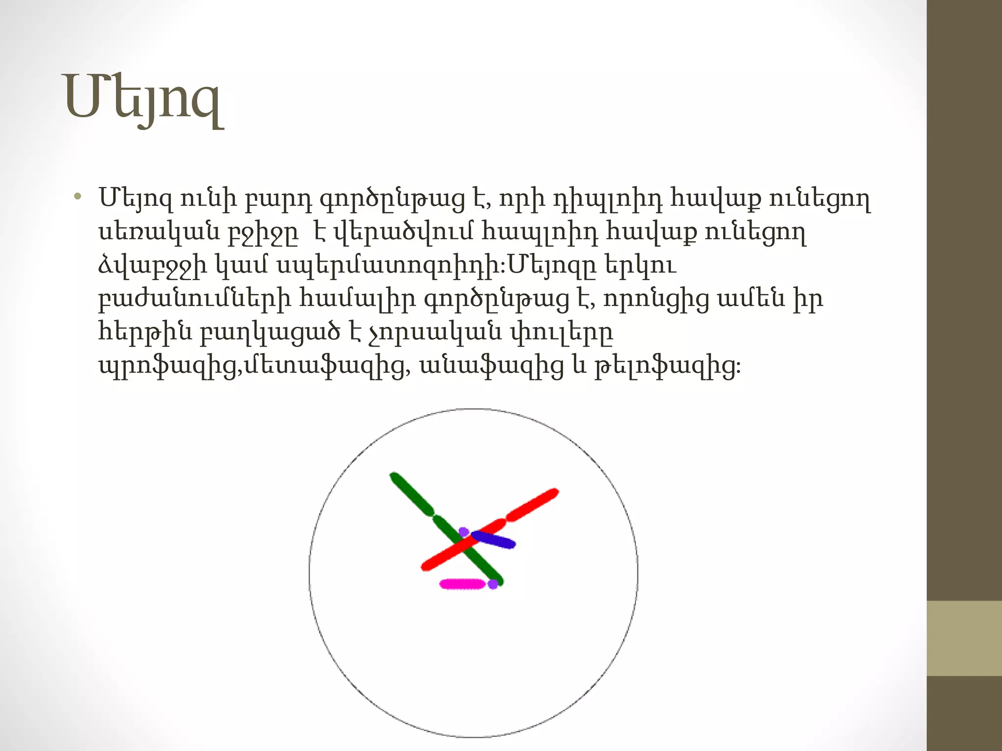 Մեյոզ
• Մեյոզ ունի բարդ գործընթաց է, որի դիպլոիդ հավաք ունեցող
սեռական բջիջը է վերածվում հապլոիդ հավաք ունեցող
ձվաբջջի կամ սպերմատոզոիդի։Մեյոզը երկու
բաժանումների համալիր գործընթաց է, որոնցից ամեն իր
հերթին բաղկացած է չորսական փուլերը
պրոֆազից,մետաֆազից, անաֆազից և թելոֆազից։
 