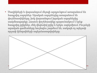• Ծաղիկների և վարսանդում մեյոզի արդյունքում առաջանում են
հապլոիդ սպորներ։ Արական սպորներից առաջանում են
փոշեհատիկները, իսկ վարսանդում իգական սպորներից
սաղմնապարկը։ Հասուն փոշեհատիկը պարունակում է երեք
հապլոիդ բջիջներ, մեկ վեգետիվ բջիջ և երկու սպերմիում։ Բույսերի
արական գամետները նույնպես շարժում են, սակայն ոչ այնչափ
որչափ կենդաիների սպերմատոզոիդները։
 