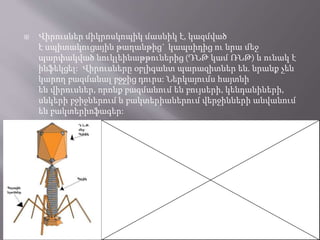  Վիրուսներ միկրոսկոպիկ մասնիկ է, կազմված
է սպիտակուցային թաղանթից` կապսիդից ու նրա մեջ
պարփակված նուկլեինաթթուներից (ԴՆԹ կամ ՌՆԹ) և ունակ է
ինֆեկցել: Վիրուսները օբլիգանտ պարազիտներ են. նրանք չեն
կարող բազմանալ բջջից դուրս: Ներկայումս հայտնի
են վիրուսներ, որոնք բազմանում են բույսերի, կենդանիների,
սնկերի բջիջներում և բակտերիաներում վերջինների անվանում
են բակտերիոֆագեր:
 