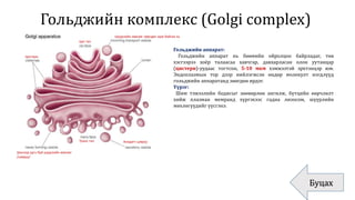 Гольджийн комплекс (Golgi complex)
Буцах
Цистерн
Цис тал
Транс тал
Шүүрлийн мөхлөг зөөгдөн ирж байгаа нь
Шинээр үүсч буй шүүрлийн мөхлөг
/цэврүү/
Анхдагч цэврүү
Гольджийн аппарат:
Гольджийн аппарат нь бөөмийн ойролцоо байрладаг, төв
хэсгээрээ хоёр талаасаа хавчгар, давхарласан олон уутанцар
(цистерн)-уудаас тогтсон, 5-10 мкм хэмжээтэй эрхтэнцэр юм.
Эндоплазмын тор дээр нийлэгжсэн өндөр молекулт нэгдлүүд
гольджийн аппаратанд зөөгдөн ирдэг.
Үүрэг:
Шим тэжээлийн бодисыг зөөвөрлөн ангилж, бүтцийн өөрчлөлт
хийж плазман мемранд хүргэхээс гадна лизосом, шүүрлийн
мөхлөгүүдийг үүсгэнэ.
 